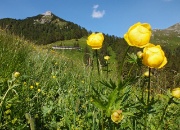 24 Botton d'oro con Pizzo Badile... 